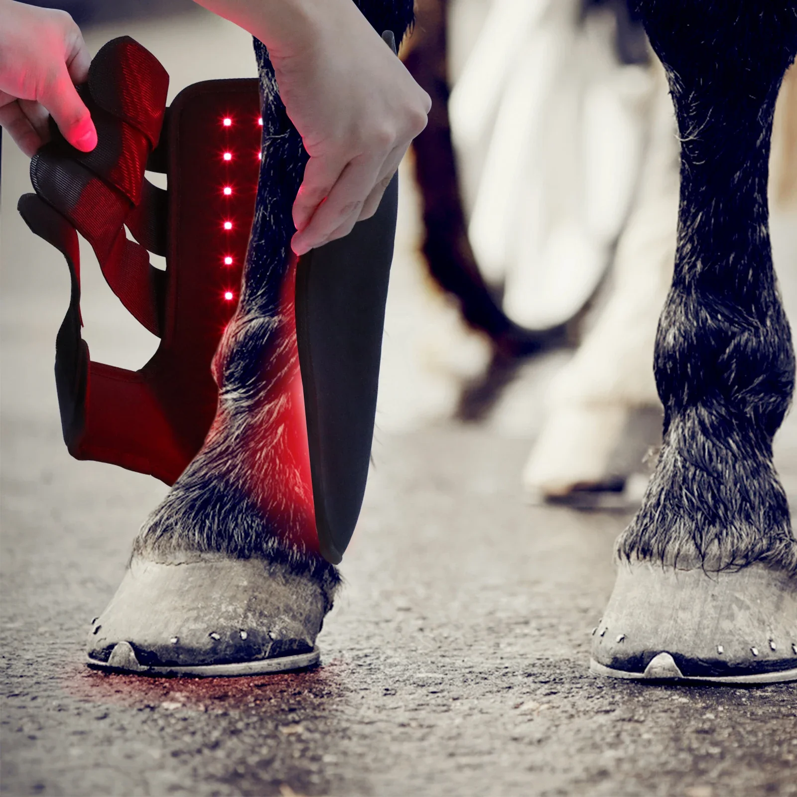 Produk Terapi Cahaya Merah 660 - Brushing Boot Horse ulasan dan harga